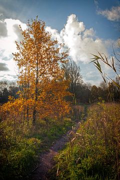 Bospad in het Beusebos by Jan van der Knaap