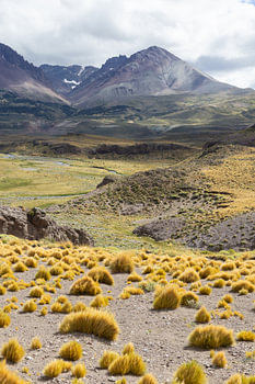 Goldene Rasenflächen in Patagonien