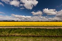 Gele tulpen op Flakkee