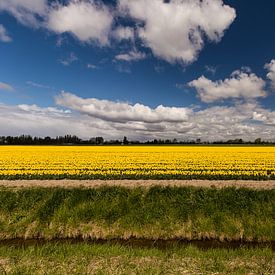 Gele tulpen op Flakkee von Eddy 't Jong