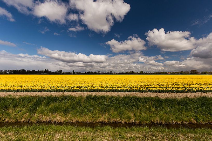 Gele tulpen op Flakkee van Eddy 't Jong