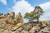 Landschaft mit Bäumen und Felsen im Harz van Rico Ködder thumbnail