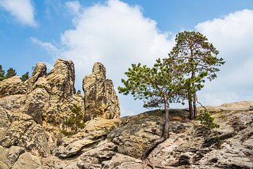 Landscape with trees and rocks in the Harz area, Germany van Rico Ködder