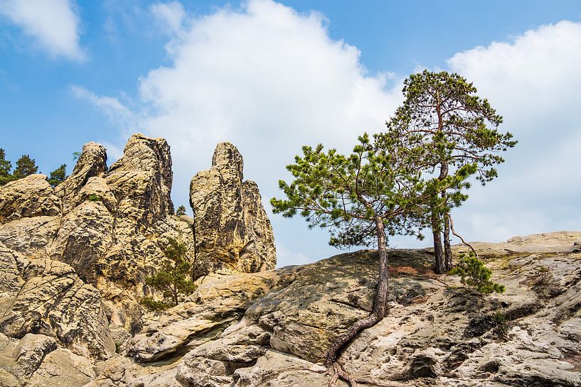 Landschaft mit Bäumen und Felsen im Harz van Rico Ködder