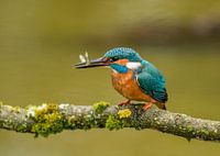 Ijsvogel