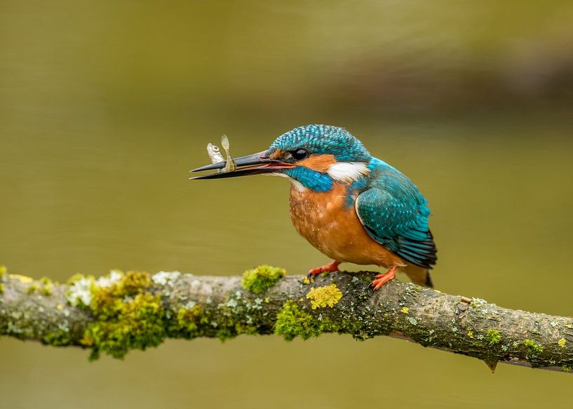 Martin-pêcheur par Harry Punter