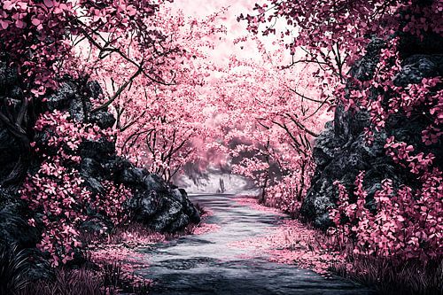 Roze bloesembomen langs een pad