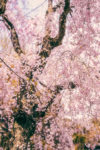 Kirschblüte in Kyoto von Pascal Deckarm