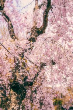 Les cerisiers en fleurs à Kyoto sur Pascal Deckarm