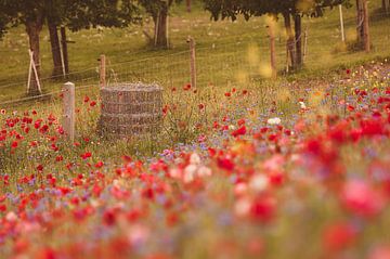 Coquelicots sur Nancy van Verseveld