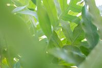 Green jungle