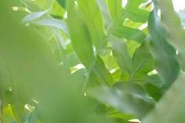 Grüner Dschungel von Lisette van Gameren