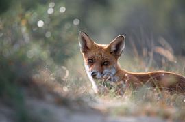 Een van mijn favoriete vossenfoto's. Wat een cuty! van Renso de Wind