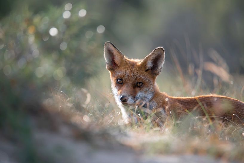 One of my favorite fox photos. How cuty! by Renso de Wind