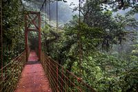 Burg over rainforest