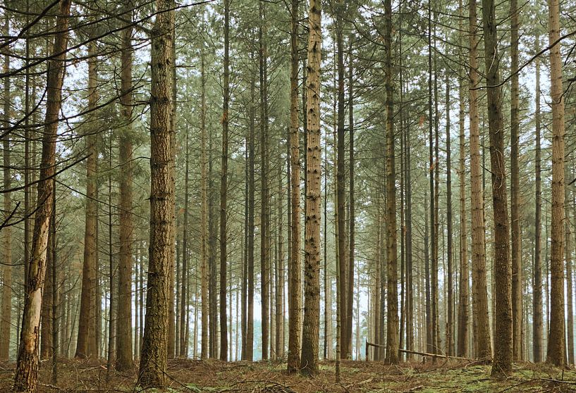 De rust van een naaldbos van Natuurpracht   Kees Doornenbal