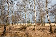 Birken auf dem Deelerveld von Jim van Iterson Miniaturansicht