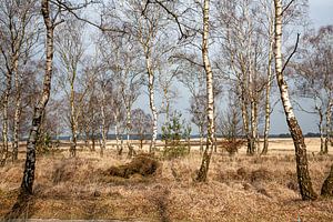 Birken auf dem Deelerveld von Jim van Iterson