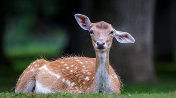 Damhert met grote oren by Randy van Domselaar