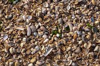 Strandmuscheln