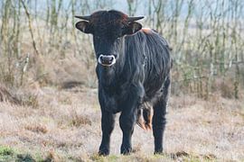 Tauros dans le Maashorst sur Merijn Loch