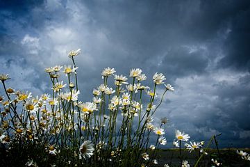 Daisies in the wind