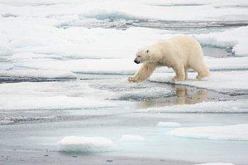 Un ours polaire marche parmi les glaces flottantes