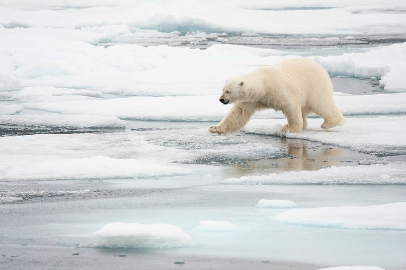 Un ours polaire marche parmi les glaces flottantes par Caroline Piek