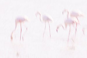La Vie en Rose (III) Flamingos in the Camargue. by Kris Hermans