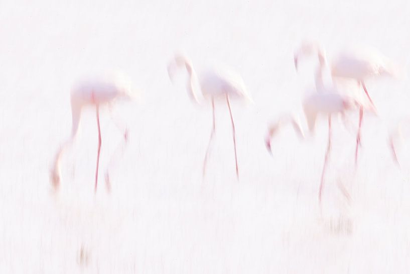 La Vie en Rose (III) Flamants roses en Camargue. par Kris Hermans