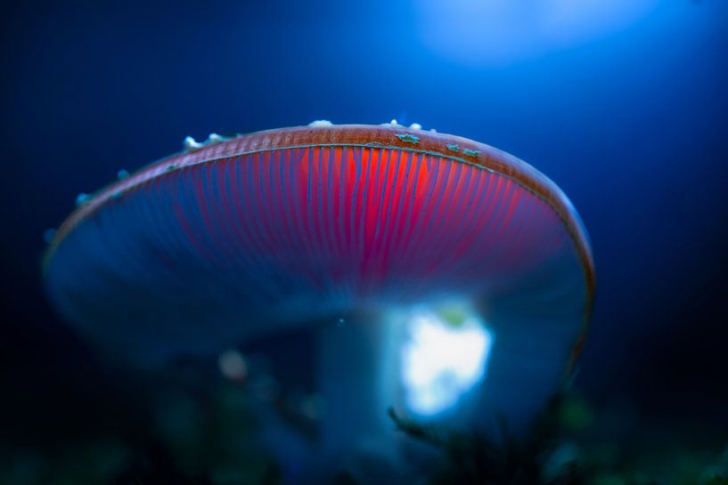 Fly agaric light from above by Corné Ouwehand