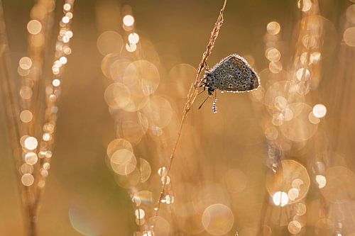 Ikarus blau von Linda van der Veeken