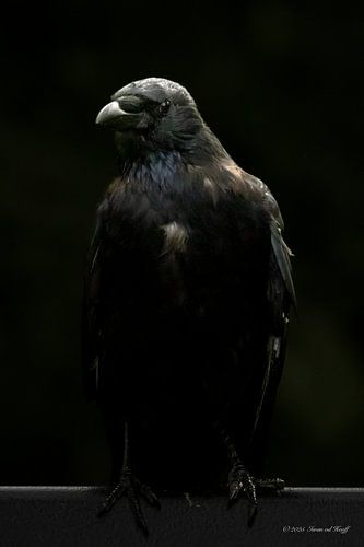 Portrait d'un corbeau.