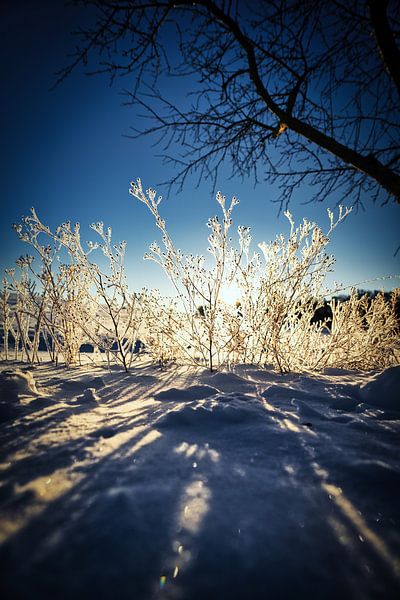 Winter light in frost magic by Thorsten Güttes / 25pictures