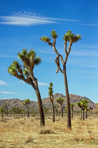 Joshua Tree in Joshua Tree National Park, Californië, Amerika