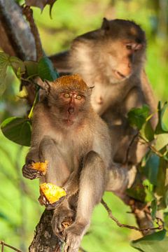 Macaques à Ao Nang