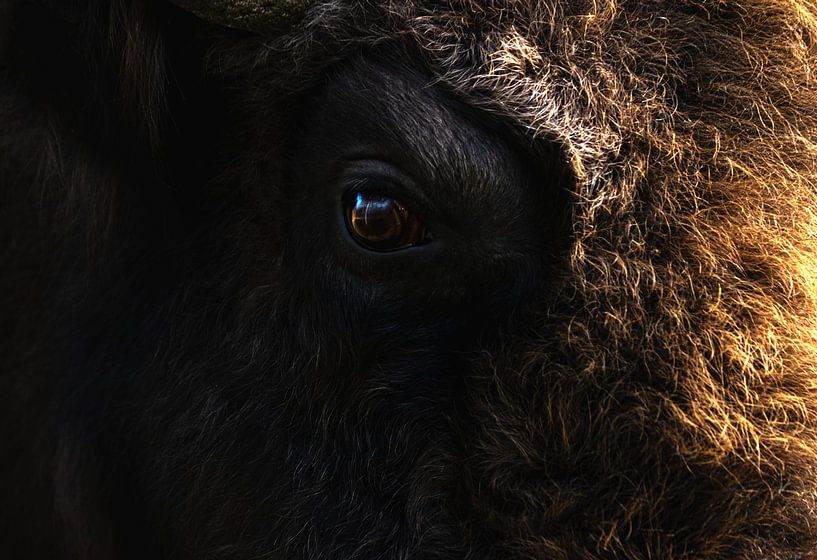 Eye of a Beast by Marijke Groos
