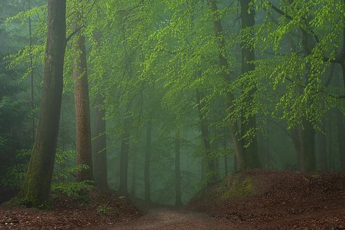 Mistig bos in de lente