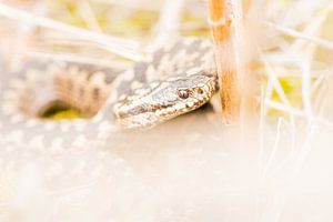 Adder in Nederland van Danny Slijfer Natuurfotografie