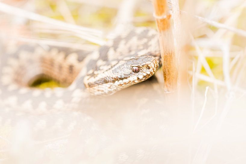 Adder in the Netherlands by Danny Slijfer Natuurfotografie