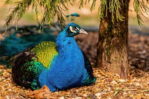 Blauer Pfau - Pavo cristatus