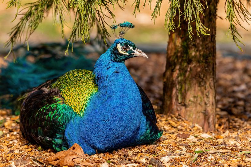 Blue Peacock - Pavo cristatus by Rob Smit