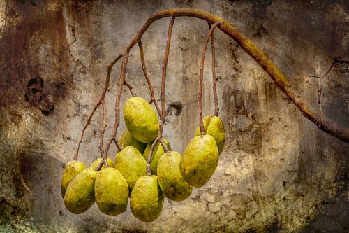 Olijfrust: Mediterraanse Sfeer in Groen