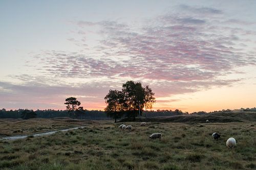 Zonsopkomst op de heiden van Utrechtse Heuvelrug