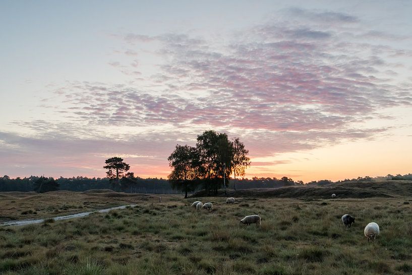 Zonsopkomst op de heiden van Utrechtse Heuvelrug van Peter Haastrecht, van