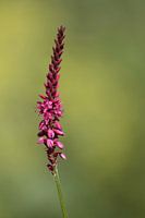 solitary beauty