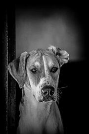 Foxhound Pioneer in black and white 2 by Wybrich Warns