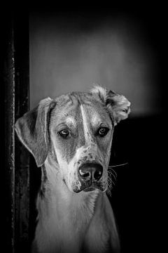 Foxhound Pioneer in black and white 2 von Wybrich Warns