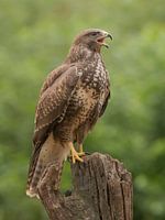 Buizerd