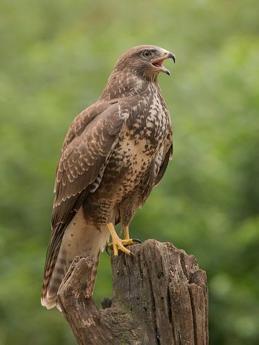 Bussard